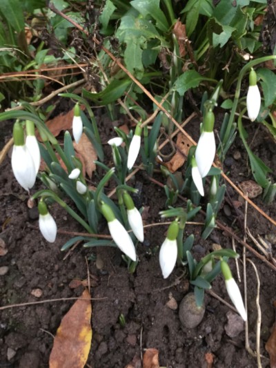 Snowdrops