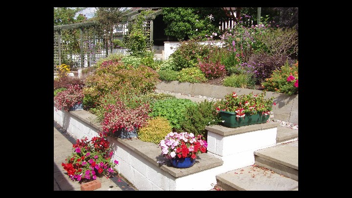 A Review Of My Lovely Garden!